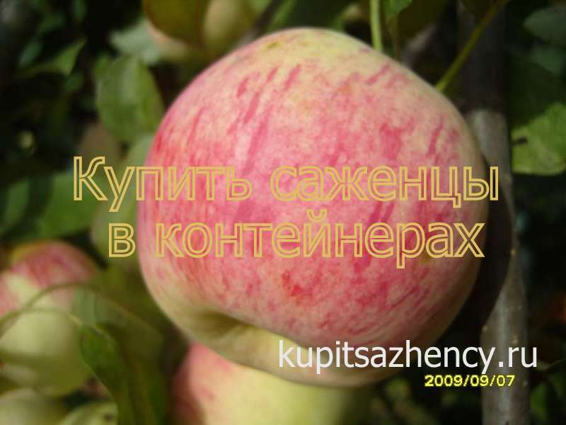 КУПИТЬ САЖЕНЦЫ ЯБЛОНИ В ПИТОМНИКЕ