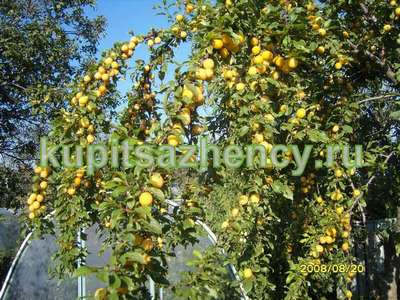 Купить саженцы подовых деревьев 13