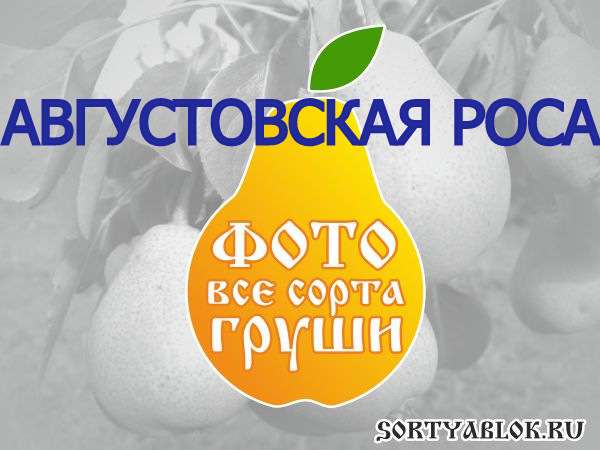 СОРТ ГРУШИ АВГУСТОВСКАЯ РОСА. ФОТО