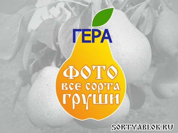 СОРТ ГРУШИ ГЕРА. ФОТО