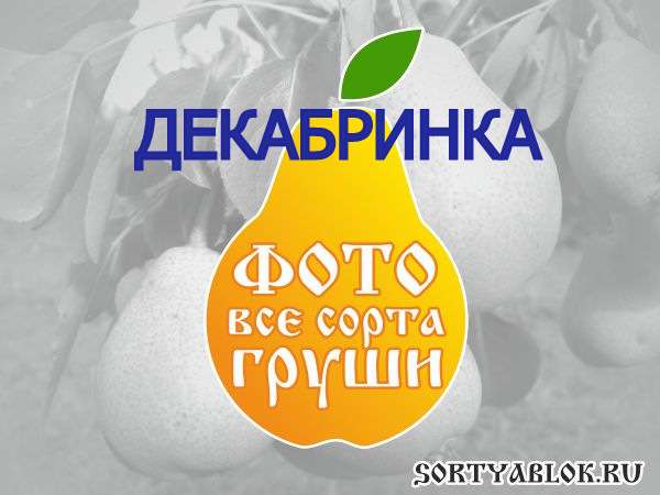 СОРТ ГРУШИ ДЕКАБРИНКА. ФОТО