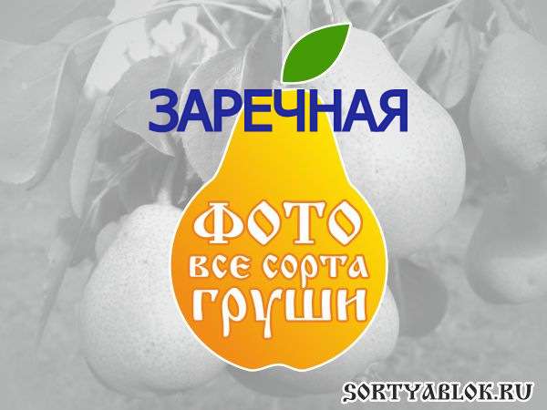 СОРТ ГРУШИ ЗАРЕЧНАЯ. ФОТО