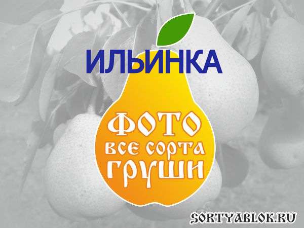 СОРТ ГРУШИ ИЛЬИНКА. ФОТО