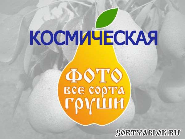 СОРТ ГРУШИ КОСМИЧЕСКАЯ. ФОТО