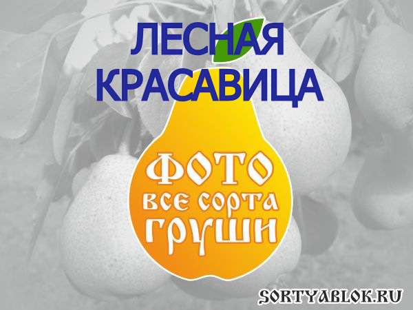СОРТ ГРУШИ ЛЕСНАЯ КРАСАВИЦА. ФОТО