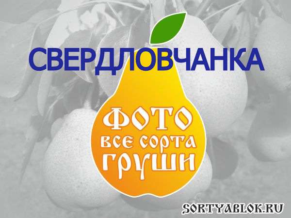 СОРТ ГРУШИ СВЕРДЛОВЧАНКА. ФОТО