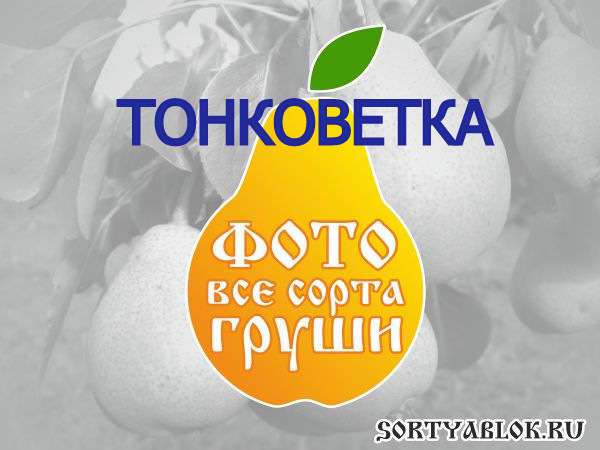 СОРТ ГРУШИ ТОНКОВЕТКА. ФОТО
