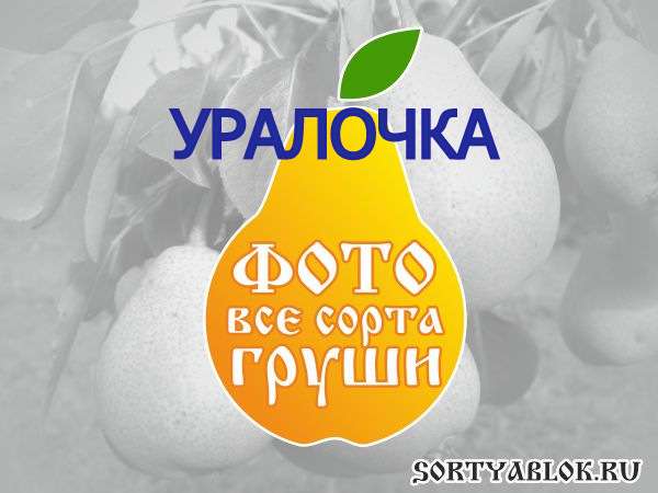СОРТ ГРУШИ УРАЛОЧКА. ФОТО