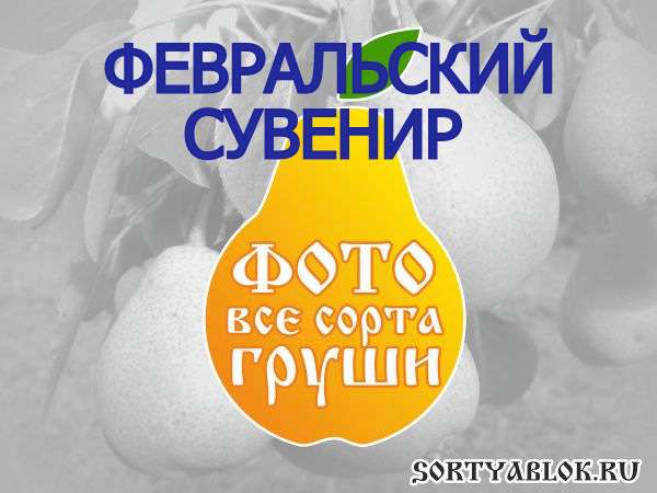 СОРТ ГРУШИ ФЕВРАЛЬСКИЙ СУВЕНИР. ФОТО