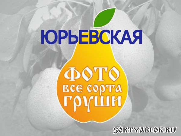 СОРТ ГРУШИ ЮРЬЕВСКАЯ. ФОТО