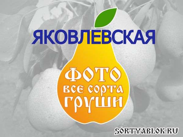 СОРТ ГРУШИ ЯКОВЛЕВСКАЯ. ФОТО