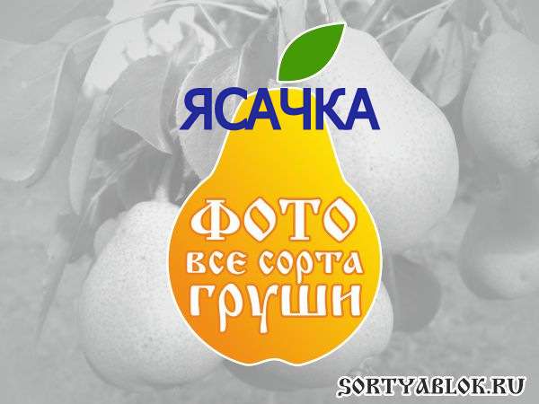 СОРТ ГРУШИ ЯСАЧКА. ФОТО