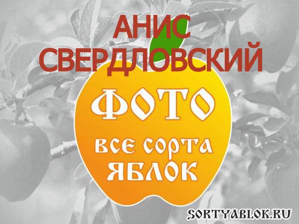 СОРТ ЯБЛОК АНИС СВЕРДЛОВСКИЙ. ФОТО