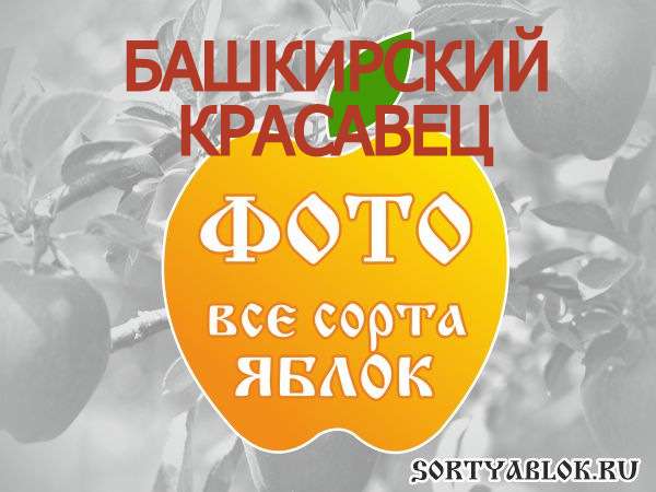 СОРТ ЯБЛОК БАШКИРСКИЙ КРАСАВЕЦ. ФОТО