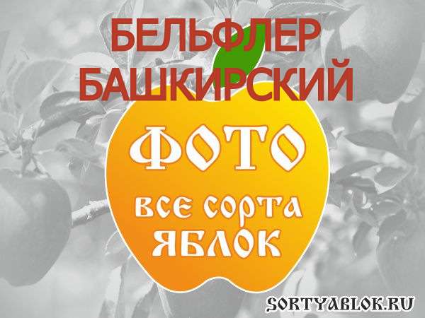 СОРТ ЯБЛОК БЕЛЬФЛЕР БАШКИРСКИЙ. ФОТО