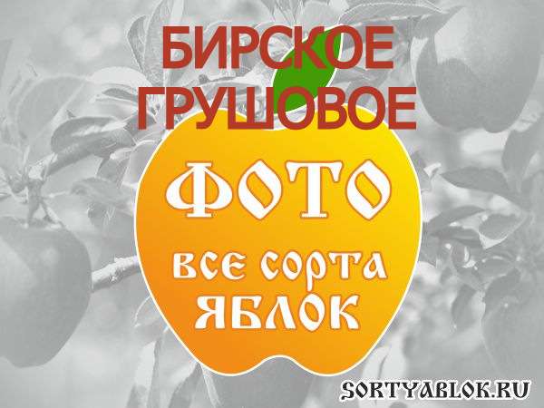 СОРТ ЯБЛОК БИРСКОЕ ГРУШОВОЕ. ФОТО
