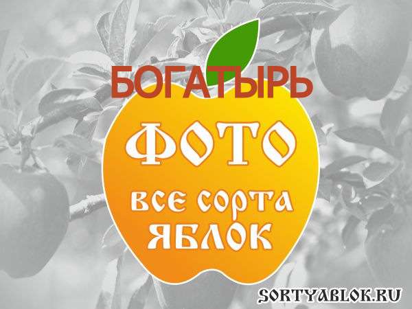 СОРТ ЯБЛОК БОГАТЫРЬ. ФОТО