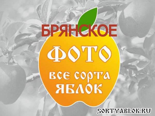 СОРТ ЯБЛОК БРЯНСКОЕ. ФОТО