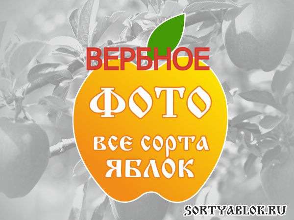 СОРТ ЯБЛОК ВЕРБНОЕ. ФОТО