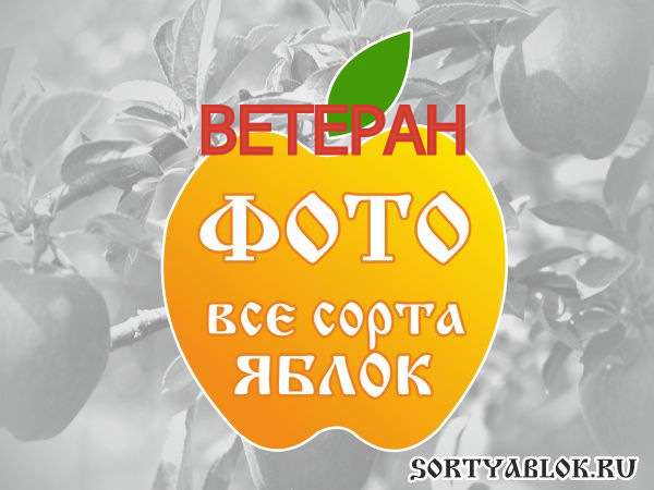 СОРТ ЯБЛОК ВЕТЕРАН. ФОТО