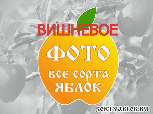 СОРТ ЯБЛОК ВИШНЕВОЕ. ФОТО