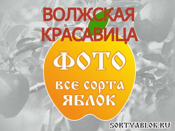 СОРТ ЯБЛОК ВОЛЖСКАЯ КРАСАВИЦА. ФОТО