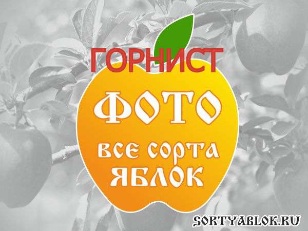 СОРТ ЯБЛОК ГОРНИСТ. ФОТО