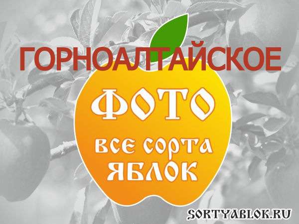 СОРТ ЯБЛОК ГОРНОАЛТАЙСКОЕ. ФОТО