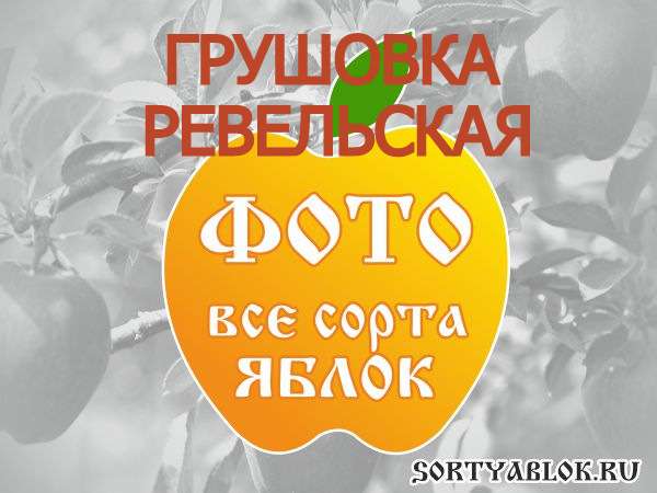 СОРТ ЯБЛОК ГРУШОВКА РЕВЕЛЬСКАЯ. ФОТО