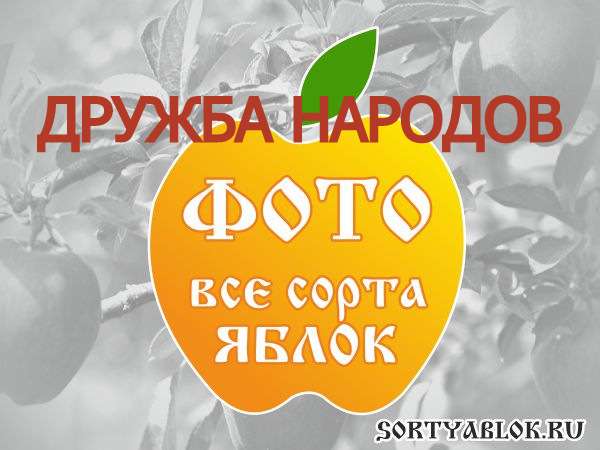 СОРТ ЯБЛОК ДРУЖБА НАРОДОВ. ФОТО