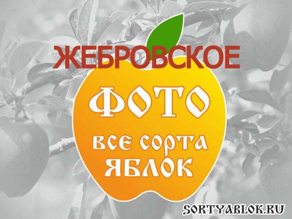 СОРТ ЯБЛОК ЖЕБРОВСКОЕ. ФОТО