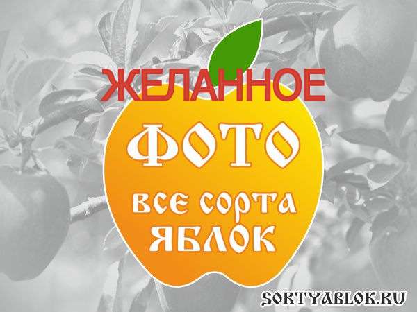 СОРТ ЯБЛОК ЖЕЛАННОЕ. ФОТО