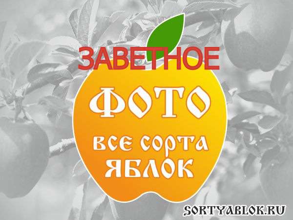 СОРТ ЯБЛОК ЗАВЕТНОЕ. ФОТО