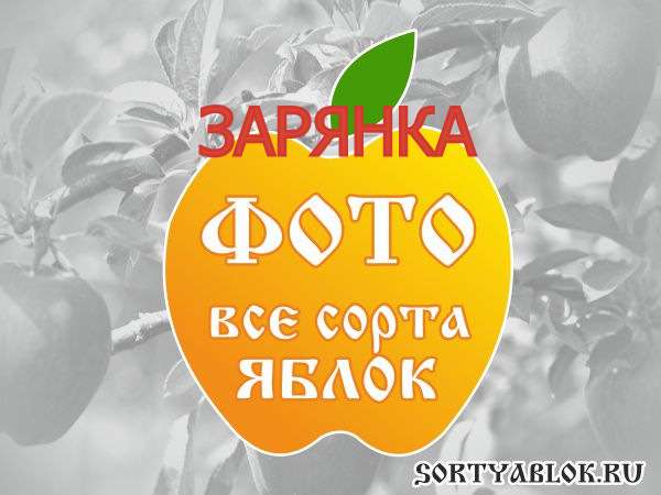 СОРТ ЯБЛОК ЗАРЯНКА. ФОТО