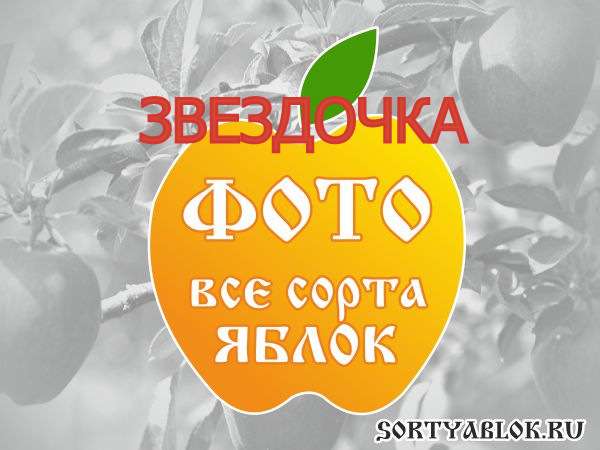 СОРТ ЯБЛОК ЗВЕЗДОЧКА. ФОТО