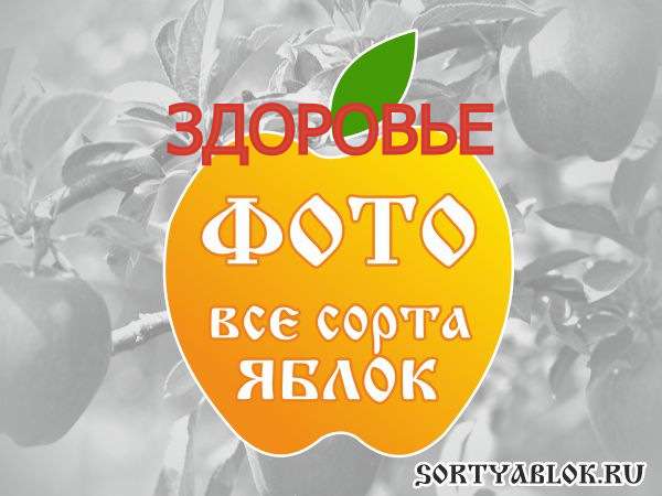 СОРТ ЯБЛОК ЗДОРОВЬЕ. ФОТО