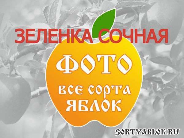 СОРТ ЯБЛОК ЗЕЛЕНКА СОЧНАЯ. ФОТО