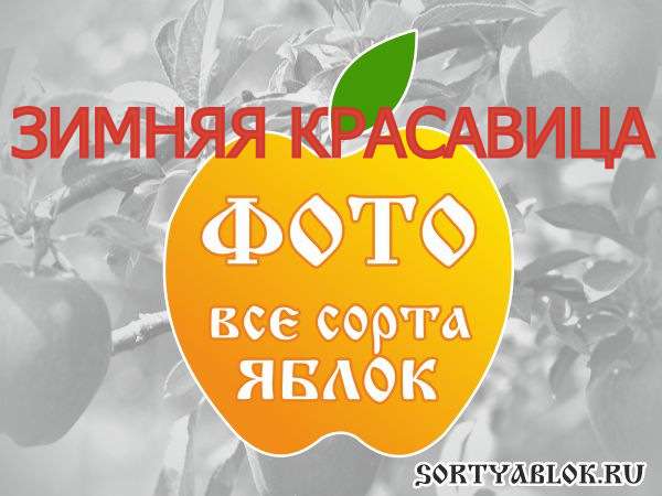 СОРТ ЯБЛОК ЗИМНЯЯ КРАСАВИЦА. ФОТО