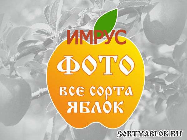 СОРТ ЯБЛОК ИМРУС. ФОТО