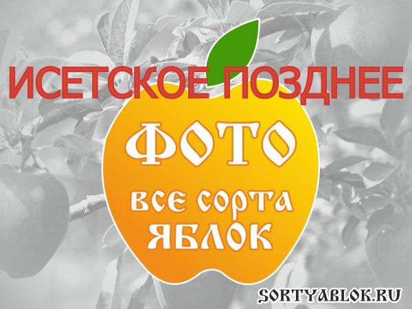 СОРТ ЯБЛОК ИСЕТСКОЕ ПОЗДНЕЕ. ФОТО
