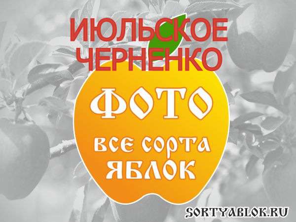 СОРТ ЯБЛОК ИЮЛЬСКОЕ ЧЕРНЕНКО. ФОТО
