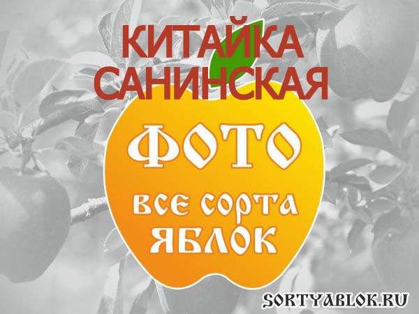 СОРТ ЯБЛОК КИТАЙКА САНИНСКАЯ. ФОТО