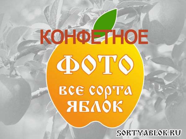 СОРТ ЯБЛОК КОНФЕТНОЕ. ФОТО