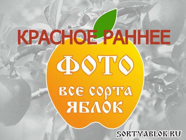 СОРТ ЯБЛОК КРАСНОЕ РАННЕЕ. ФОТО