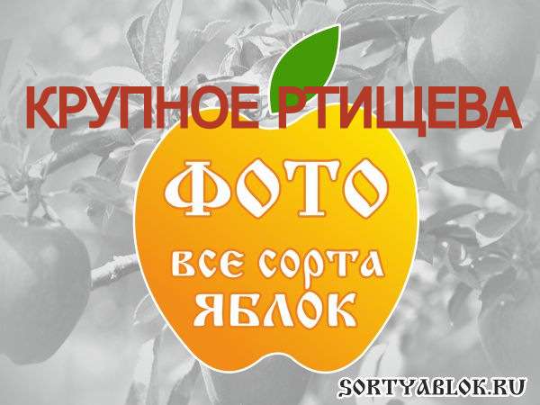 СОРТ ЯБЛОК КРУПНОЕ РТИЩЕВА. ФОТО