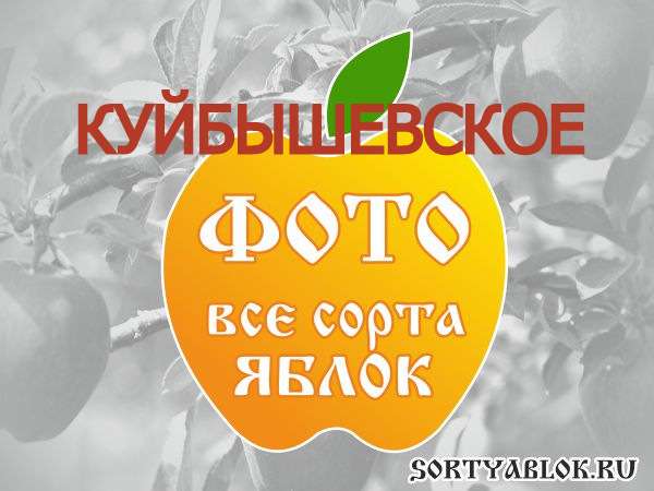 СОРТ ЯБЛОК КУЙБЫШЕВСКОЕ. ФОТО