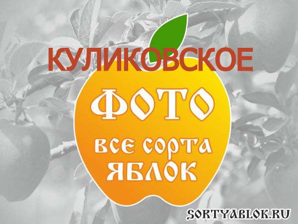 СОРТ ЯБЛОК КУЛИКОВСКОЕ. ФОТО