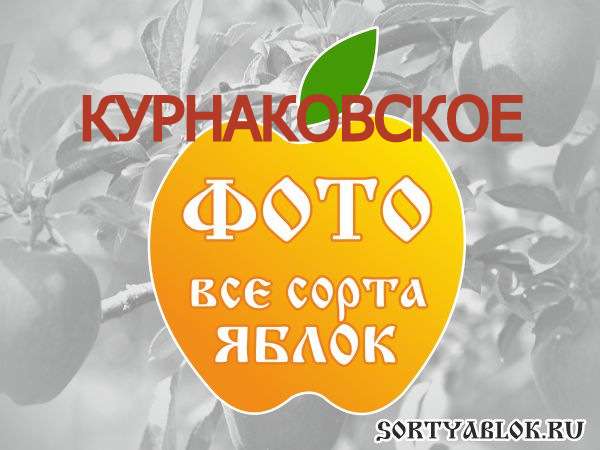 СОРТ ЯБЛОК КУРНАКОВСКОЕ. ФОТО