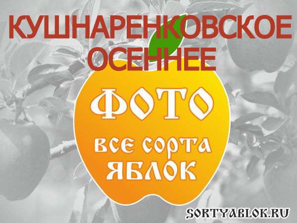 СОРТ ЯБЛОК КУШНАРЕНКОВСКОЕ ОСЕННЕЕ. ФОТО