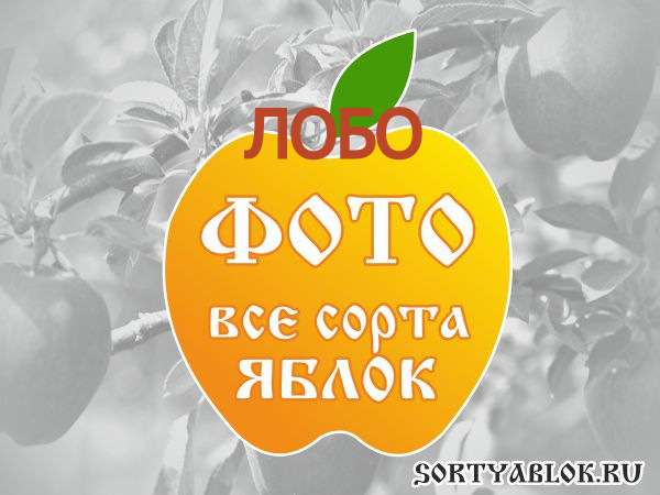 СОРТ ЯБЛОК ЛОБО. ФОТО